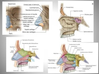 Fosse nasale-et-larynx