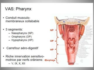 Fosse nasale-et-larynx