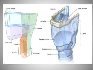 Fosse nasale-et-larynx