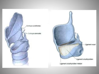 Fosse nasale-et-larynx