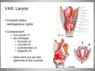 Fosse nasale-et-larynx