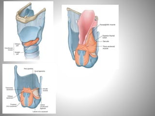 Fosse nasale-et-larynx