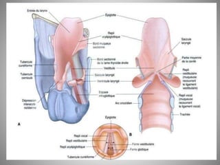 Fosse nasale-et-larynx