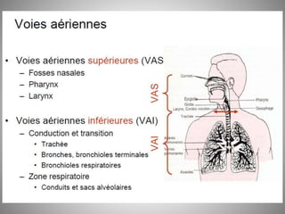 Fosse nasale-et-larynx