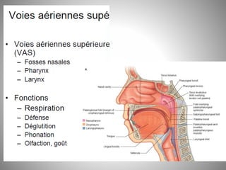 Fosse nasale-et-larynx