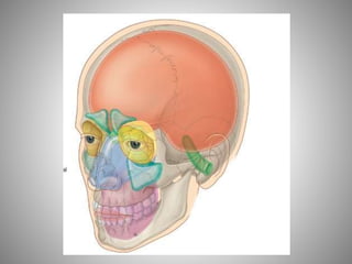 Fosse nasale-et-larynx
