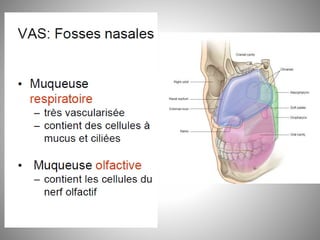 Fosse nasale-et-larynx