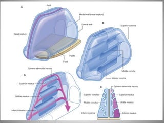 Fosse nasale-et-larynx