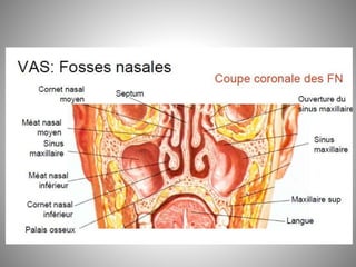 Fosse nasale-et-larynx