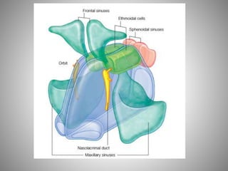 Fosse nasale-et-larynx
