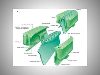 Fosse nasale-et-larynx
