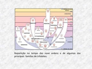 Repartição no tempo das nove ordens e de algumas das
principais famílias de trilobites.
 