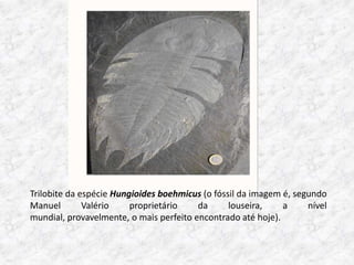 Trilobite da espécie Hungioides boehmicus (o fóssil da imagem é, segundo
Manuel        Valério    proprietário    da      louseira,    a     nível
mundial, provavelmente, o mais perfeito encontrado até hoje).
 