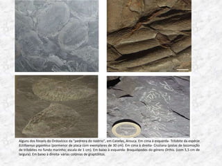 Alguns dos fósseis do Ordovícico da "pedreira do Valério", em Canelas, Arouca. Em cima à esquerda- Trilobite da espécie
Ectillaenus giganteus (pormenor de placa com exemplares de 30 cm). Em cima à direita- Cruziana (pistas de locomoção
de trilobites no fundo marinho; escala de 1 cm). Em baixo à esquerda- Braquiópodes do género Orthis. (com 5,5 cm de
largura). Em baixo à direita- várias colónias de graptólitos.
 