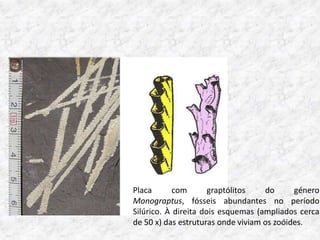 Placa       com       graptólitos   do      género
Monograptus, fósseis abundantes no período
Silúrico. À direita dois esquemas (ampliados cerca
de 50 x) das estruturas onde viviam os zoóides.
 
