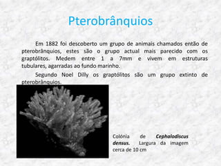 Pterobrânquios
     Em 1882 foi descoberto um grupo de animais chamados então de
pterobrânquios, estes são o grupo actual mais parecido com os
graptólitos. Medem entre 1 a 7mm e vivem em estruturas
tubulares, agarradas ao fundo marinho.
     Segundo Noel Dilly os graptólitos são um grupo extinto de
pterobrânquios.




                               Colónia     de    Cephalodiscus
                               densus.    Largura da imagem
                               cerca de 10 cm
 