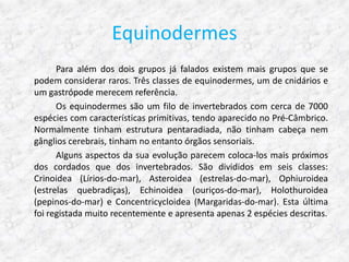 Equinodermes
      Para além dos dois grupos já falados existem mais grupos que se
podem considerar raros. Três classes de equinodermes, um de cnidários e
um gastrópode merecem referência.
      Os equinodermes são um filo de invertebrados com cerca de 7000
espécies com características primitivas, tendo aparecido no Pré-Câmbrico.
Normalmente tinham estrutura pentaradiada, não tinham cabeça nem
gânglios cerebrais, tinham no entanto órgãos sensoriais.
      Alguns aspectos da sua evolução parecem coloca-los mais próximos
dos cordados que dos invertebrados. São divididos em seis classes:
Crinoidea (Lírios-do-mar), Asteroidea (estrelas-do-mar), Ophiuroidea
(estrelas quebradiças), Echinoidea (ouriços-do-mar), Holothuroidea
(pepinos-do-mar) e Concentricycloidea (Margaridas-do-mar). Esta última
foi registada muito recentemente e apresenta apenas 2 espécies descritas.
 
