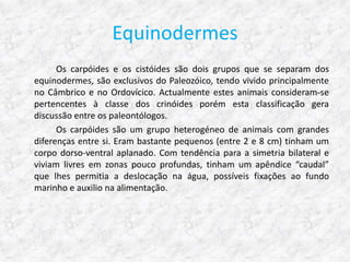 Equinodermes
      Os carpóides e os cistóides são dois grupos que se separam dos
equinodermes, são exclusivos do Paleozóico, tendo vivido principalmente
no Câmbrico e no Ordovícico. Actualmente estes animais consideram-se
pertencentes à classe dos crinóides porém esta classificação gera
discussão entre os paleontólogos.
      Os carpóides são um grupo heterogéneo de animais com grandes
diferenças entre si. Eram bastante pequenos (entre 2 e 8 cm) tinham um
corpo dorso-ventral aplanado. Com tendência para a simetria bilateral e
viviam livres em zonas pouco profundas, tinham um apêndice “caudal”
que lhes permitia a deslocação na água, possíveis fixações ao fundo
marinho e auxilio na alimentação.
 