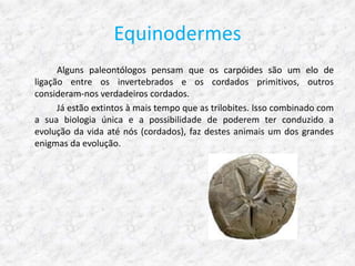 Equinodermes
      Alguns paleontólogos pensam que os carpóides são um elo de
ligação entre os invertebrados e os cordados primitivos, outros
consideram-nos verdadeiros cordados.
      Já estão extintos à mais tempo que as trilobites. Isso combinado com
a sua biologia única e a possibilidade de poderem ter conduzido a
evolução da vida até nós (cordados), faz destes animais um dos grandes
enigmas da evolução.
 