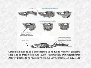 Carpóide movendo-se e alimentando-se no fundo marinho. Esquema
adaptado do trabalho de Ruta (1999)- "Brief review of the stylophoran
debate" publicado na revista Evolution & Development, 1:2, p.123-135
 