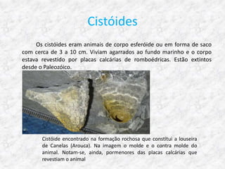 Cistóides
     Os cistóides eram animais de corpo esferóide ou em forma de saco
com cerca de 3 a 10 cm. Viviam agarrados ao fundo marinho e o corpo
estava revestido por placas calcárias de romboédricas. Estão extintos
desde o Paleozóico.




       Cistóide encontrado na formação rochosa que constitui a louseira
       de Canelas (Arouca). Na imagem o molde e o contra molde do
       animal. Notam-se, ainda, pormenores das placas calcárias que
       revestiam o animal
 