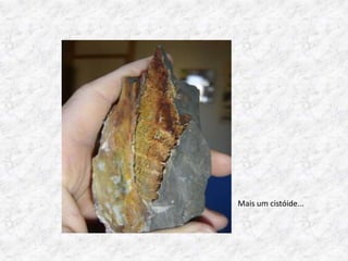 Mais um cistóide...
 