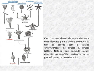 Cinco das seis classes de equinodermes e
uma hipótese para a árvore evolutiva do
filo, de acordo com o tratado
"Invertebrates" de Brusca & Brusca
(2003). Note-se que segundo alguns
cientistas os carpóides pertencem a um
grupo à parte, os homalozoários.
 