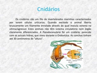 Cnidários
     Os cnidários são um filo de invertebrados marinhos caracterizados
por terem células urticarias. Quando excitado o animal liberta
bruscamente um filamento enrolado através do qual inocula veneno na
vitima/agressor. Estes animais não têm sistema circulatório nem órgão
claramente diferenciados. A Pseudoconularia foi um cnidário, parecido
com as actuais hidras, que viveu durante o Ordovícico. As conchas tinham
até 30 centímetros de "altura".
 