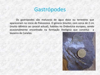 Gastrópodes
     Os gastrópodes são moluscos de água doce ou terrestres que
apareceram no inicio do Paleozoico. O género Sinuites, com cerca de 2 cm
(muito idêntico ao caracol actual), habitou no Ordovícico europeu, sendo
ocasionalmente encontrado na formação litológica que constitui a
louseira de Canelas.
 