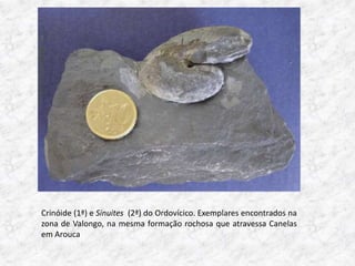 Crinóide (1ª) e Sinuites (2ª) do Ordovícico. Exemplares encontrados na
zona de Valongo, na mesma formação rochosa que atravessa Canelas
em Arouca
 