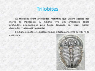 Trilobites
     As trilobites eram artrópodes marinhos que viviam apenas nos
mares do Paleozoico. A maioria vivia em ambientes pouco
profundos, arrastando-se pelo fundo deixando por vezes marcas
chamadas cruzianas (icnofósseis).
     Em Canelas os fosseis aparecem num estrato com cerca de 100 m de
espessura.
 
