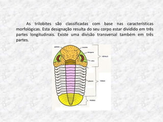 As trilobites são classificadas com base nas características
morfológicas. Esta designação resulta do seu corpo estar dividido em três
partes longitudinais. Existe uma divisão transversal também em três
partes.
 