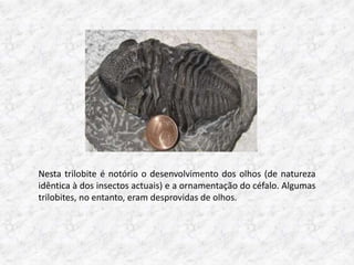 Nesta trilobite é notório o desenvolvimento dos olhos (de natureza
idêntica à dos insectos actuais) e a ornamentação do céfalo. Algumas
trilobites, no entanto, eram desprovidas de olhos.
 