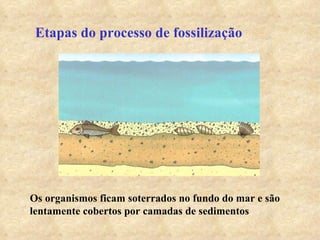 Etapas do processo de fossilização Os organismos ficam soterrados no fundo do mar e são lentamente cobertos por camadas de sedimentos 