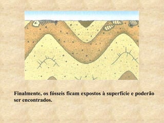 Finalmente, os fósseis ficam expostos à superfície e poderão ser encontrados. 