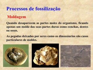 Processos de fossilização   Moldagem Quando desaparecem as partes moles do organismo, ficando apenas um molde das suas partes duras como conchas, dentes ou ossos. As pegadas deixadas por seres como os dinossáurios são casos particulares de moldes. 