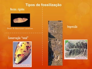 Tipos de fossilização
   Restos rígidos




Dente de dinossauro carnívoro
                                            Impressão


 Conservação “total”
 