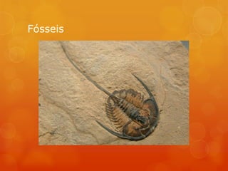 Fósseis
 