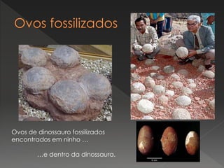 Ovos de dinossauro fossilizados
encontrados em ninho …
…e dentro da dinossaura.
 
