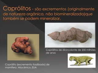 Coprólito (excremento fossilizado) de
mamífero. Miocénico, EUA
Coprólitos de dicinodonte de 200 milhões
de anos
 