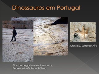 Pista de pegadas de dinossauros.
Pedreira do Galinha, Fátima.
Jurássico, Serra de Aire
 