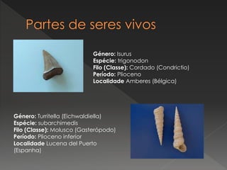 Género: Turritella (Eichwaldiella)
Espécie: subarchimedis
Filo (Classe): Molusco (Gasterópodo)
Período: Plioceno inferior
Localidade Lucena del Puerto
(Espanha)
Género: Isurus
Espécie: trigonodon
Filo (Classe): Cordado (Condrictio)
Período: Plioceno
Localidade Amberes (Bélgica)
 