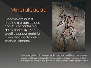 Processo em que a
matéria a orgânica que
constitui as partes mais
duras do ser vivo são
substituídas por matéria
mineral dos sedimentos
onde se formam.
O arqueopterix é uma espécie de ave primitiva que preserva
características típicas dos dinossauros, grupo no qual estão
incluídas as aves. Foi a primeira ave extinta a ser encontrada.
 