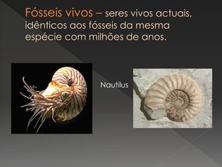 Nautilus
 