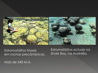 Estromatólitos fósseis
em rochas precâmbricas.
Mais de 540 M.A.
Estromatólitos actuais na
Shark Bay, na Austrália.
 