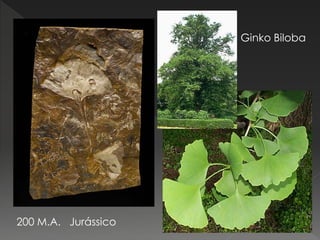 Ginko Biloba
200 M.A. Jurássico
 