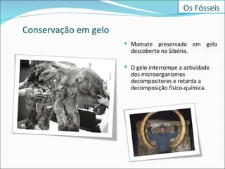 Conservação em gelo Mamute preservado em gelo descoberto na Sibéria. O gelo interrompe a actividade dos microorganismos decompositores e retarda a decomposição físico-química. Os Fósseis 