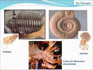 Trilobite Amonite Cabeça de dinossauro mineralizada Os Fósseis 