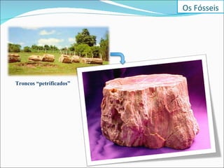Troncos “petrificados” Os Fósseis 