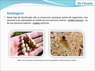 Moldagem :  Neste tipo de fossilização não se conservam quaisquer partes do organismo, mas somente uma reprodução ou molde da sua estrutura interna -  moldes internos  - ou da sua estrutura externa –  moldes  externos.  Molde  interno (esquerda) e externo (direita) de concha de gastrópode  Turritella . Miocénico, Albufeira. Os Fósseis 